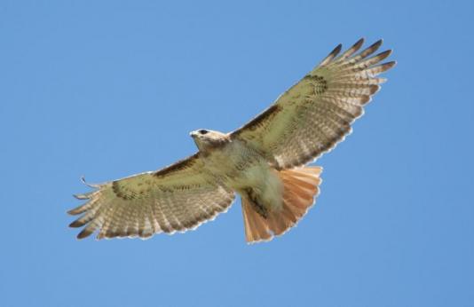 Red-tailed hawk in flight