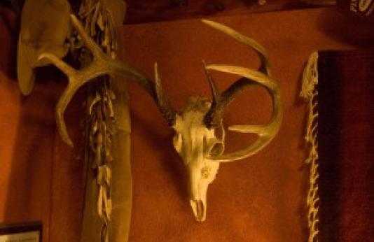 Photo of ten-point white-tailed deer rack of antlers