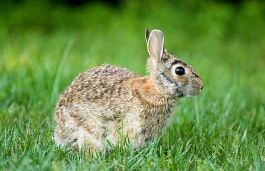 Cottontail rabbit sitting in grass