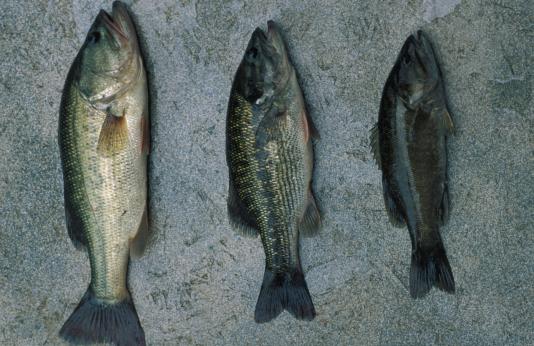 Left to right: largemouth, spotted and smallmouth bass