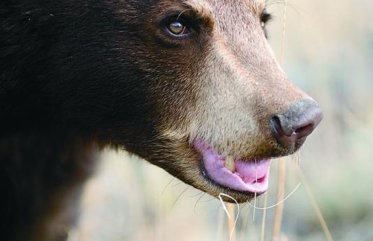 Close up of a black bear sow head. It has light-colored fur on the sides of its snout.