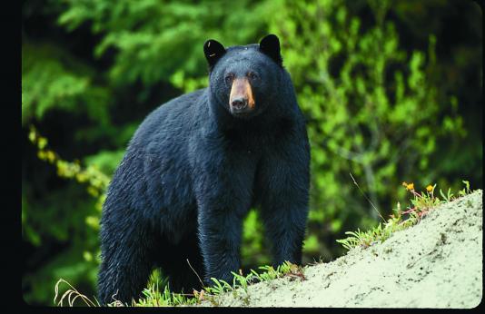 black bear standing on a slope in front of trees