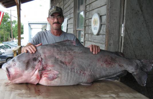 Greg Bernal with 130-pound blue catfish