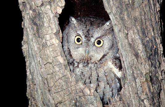 photo of a screech owl in a tree cavity