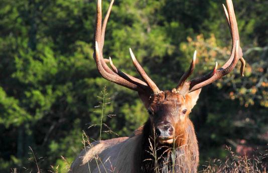 Bull elk standing in tall grass