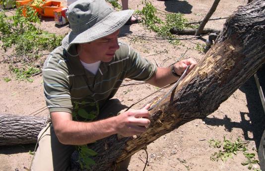 Scientist using a drawknife to expose thousand cankers disease