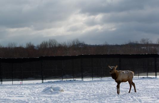An elk stands in a snow-covered holding pen. 