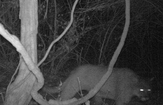 mountain lion in Chesterfield