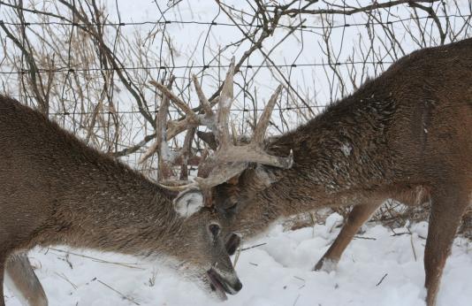 Two bucks with their antlers interlocked before a wire fence in snow-covered ground.