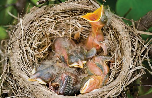 Chicks in a robin nest