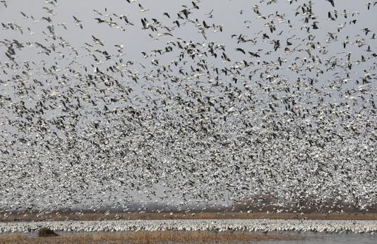 Thousands of snow geese fill the sky above a lake as they migrate north
