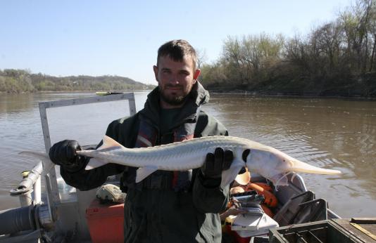 A photograph of a researcher, standing in a boat, holding a 3-foot sturgeon