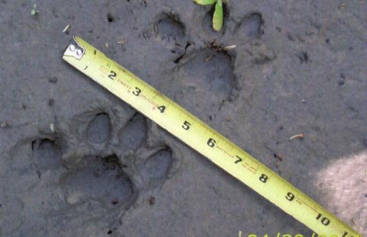 Closeup photo of cougar tracks in mud and measuring tape to show scale