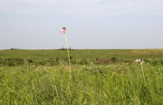 Purple Coneflower on Prairie
