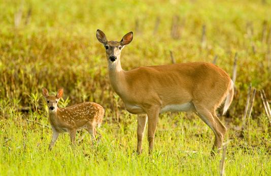 A white-tailed deer doe and fawn with spots.