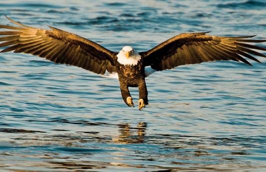 American Bald Eagle catching a fish