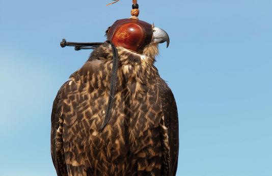 falconry bird