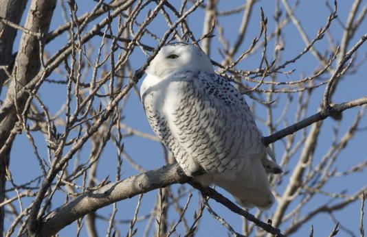 Snowy owl in tree