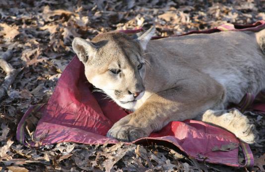 Mountain lion recovering from sedative