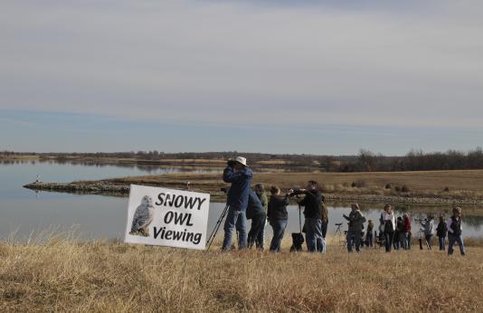 Snowy Owl Watch at Smithville Lake Eagle Days
