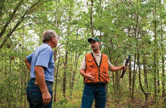 Discussing Timber Stand Improvement