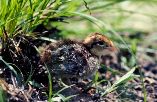 Newly hatched bobwhite quail chick