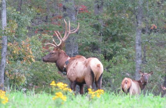 Bull and cow elk at Peck Ranch Conservation Area