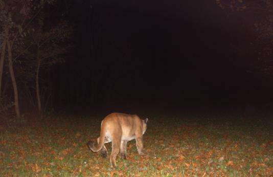 Mountain Lion Confirmed in Northeast Ripley County
