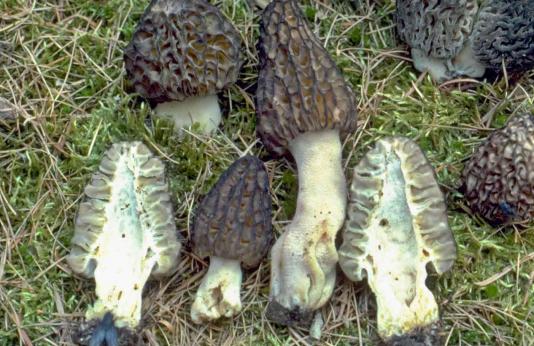 Photograph of several black morel mushrooms with one split in half