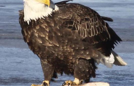 Bald Eagle with Fish Catch on Ice
