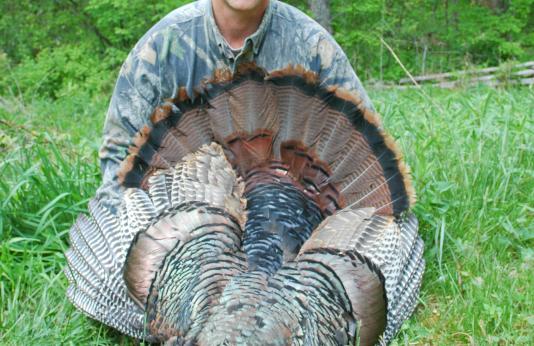 Mature gobblers like this one were plentiful this year.