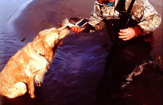 A hunter accepts a duck from a retriever.