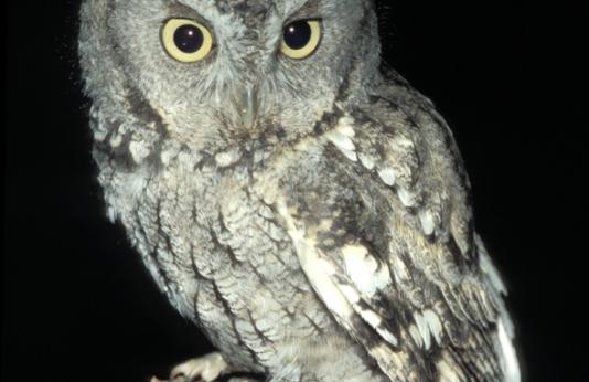 Eastern Screech Owl 