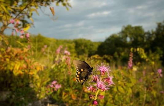 Ozark Butterfly