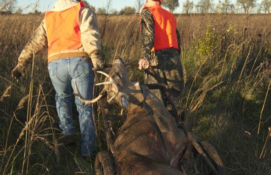 Two hunters drag a deer from the field.