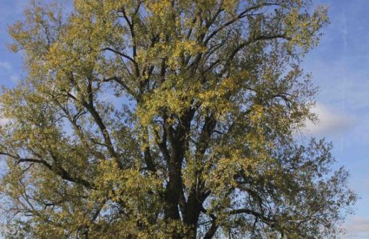 State Champion Cottonwood Tree