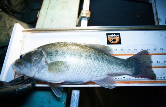 Fish From Jamesport Community Lake