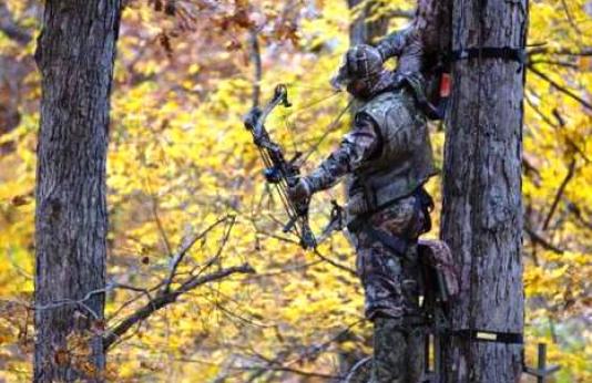 Bowhunter in Tree