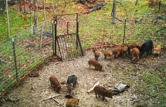 Feral hogs caught in trap