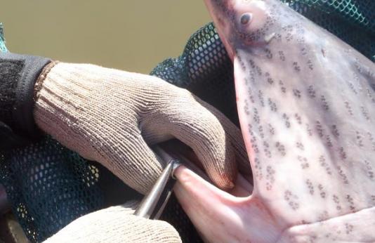 A fisheries worker tags a paddlefish on its lip