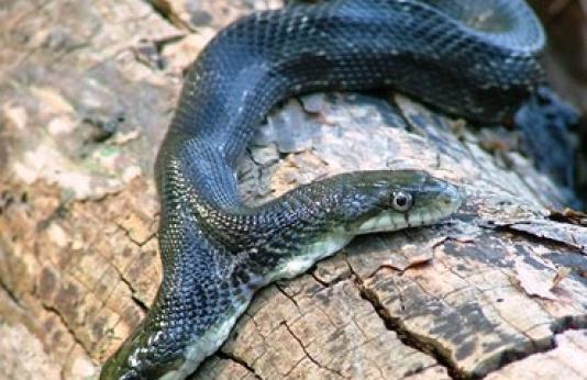 two-headed black rat snake