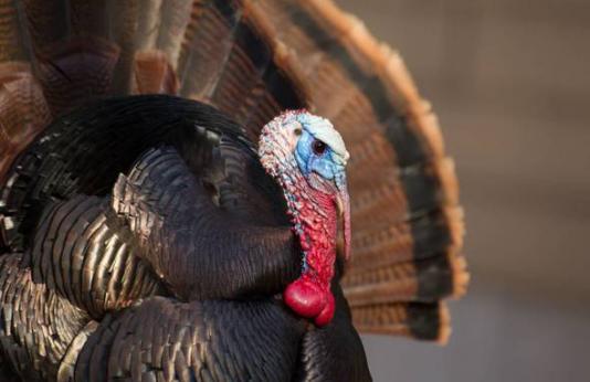 Close up of a turkey with its tail fanned out.