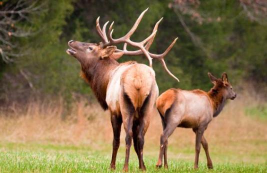 A bull elk and a cow stand in a field.