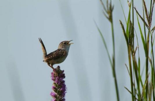 A songbird sits on top of a purple wildflower