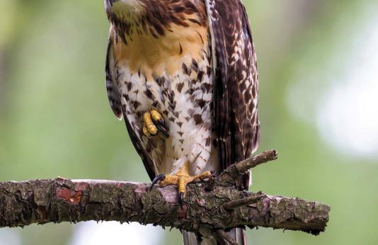 A red-tailed hawk on a branch
