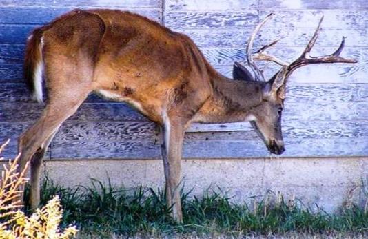 white-tailed buck showing signs of chronic wasting disease