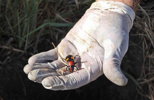 American burying beetle in gloved hand