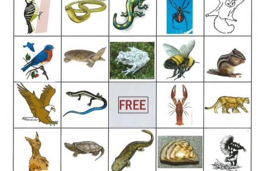 Wildlife Bingo Card