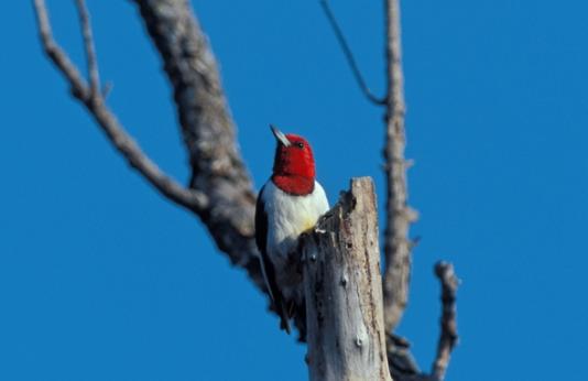 Red-headed woodpecker.