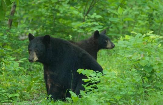 two black bears in the green woods